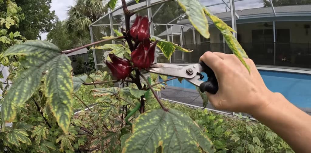 Harvesting Roselle Calyx